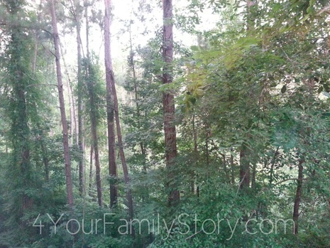 The Genealogy Life in the Piney Woods is Amazing via 4YourFamilyStory.com.